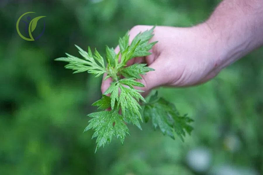 Ngải cứu được sử dụng trong việc điều trị đau nhức xương khớp